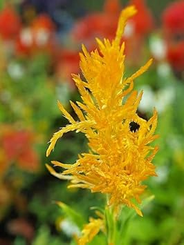 Yellow Astilbe Flower seeds for Planting - Pollinator Friendly, Heirloom & GMO Free Seeds for Home Garden
 
 Sale for planting in home garden