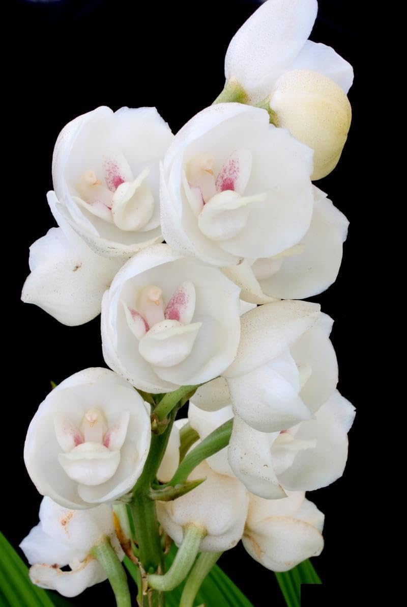 Peristeria Flower seeds for Planting - Low Maintenance, Heirloom & GMO Free Seeds for Home Garden
 
 Sale for planting in home garden