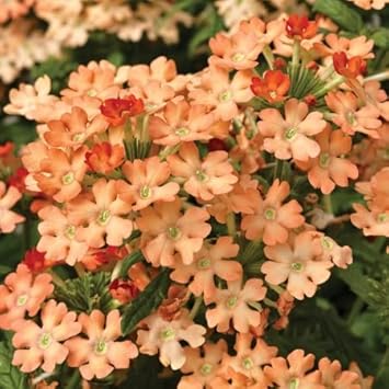 Peach Verbena Didyma Flower seeds for Planting - Sun Loving, Heirloom & GMO Free Seeds for Home Garden
 
 Sale seeds for planting in home garden