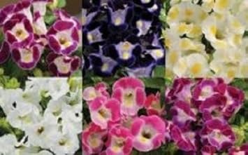 Mixed Wishbone Flower seeds for Planting - Cottage Garden Essential, Heirloom & GMO Free Seeds for Home Garden
 
 Sale for planting in home garden.