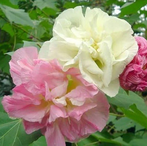 Confederate Rose Flower Seeds