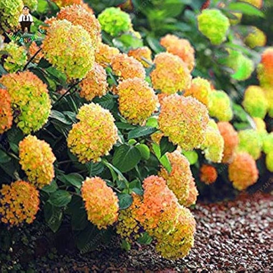 Hydrangea Flower seeds for Planting - Garden Favorite, Heirloom & GMO Free Seeds for Home Garden