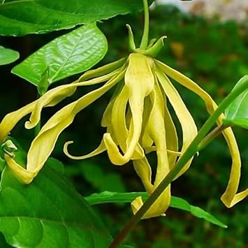 Ylang-Ylang Flower seeds for Planting - Pollinator Friendly, Heirloom & GMO Free Seeds for Home Garden
 
 Sale for planting in home garden