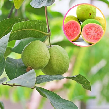 Red Psidium Guajava Guava Fruit Seeds