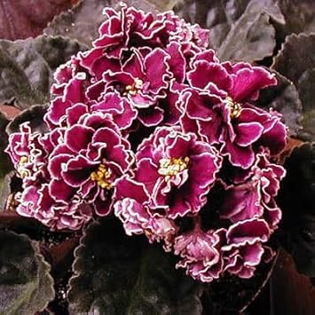 Burgundy Saintpaulia Flower seeds for Planting - Vibrant Colors, Heirloom & GMO Free Seeds for Home Garden
 
 Sale for planting in home garden.