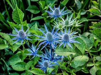 Eryngium Planum Flower seeds for Planting - Easy to Grow, Heirloom & GMO Free Seeds for Home Garden
 
 Sale for planting in home garden