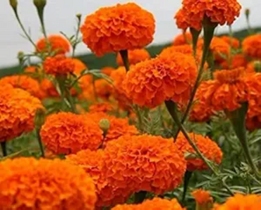 French Marigold 'Bonanza Orange' – Vibrant & Compact Garden Flower