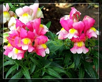 Pink Snapdragon Flower seeds for Planting - Fragrant Blossoms, Heirloom & GMO Free Seeds for Home Garden
 
 Sale for planting in home garden