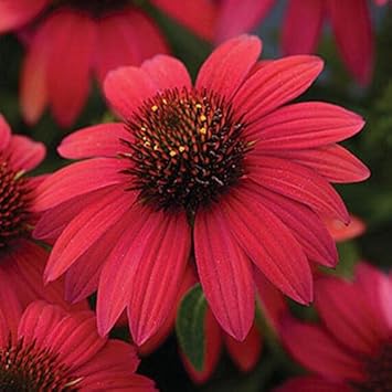 Maroon Coneflower Flower seeds for Planting - Long Bloom Season, Heirloom & GMO Free Seeds for Home Garden
 
 Sale for planting in home garden