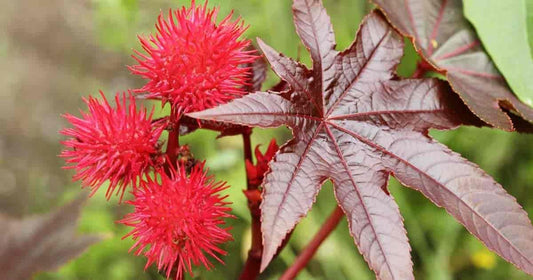 Heirloom Carmencita Flower seeds for Planting Wildflower Mix Heirloom & GMO Free Seeds for Home Garden 
 
 Sale for planting in home garden