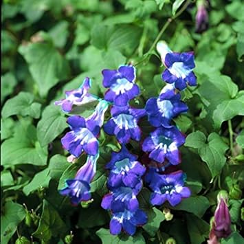 Blue Asarina Gloxina Flower seeds for Planting - Premium Quality, Heirloom & GMO Free Seeds for Home Garden
 
 Sale for planting in home garden