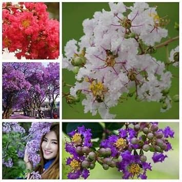 Mixed Crepe Myrtle Flower seeds for Planting - Bright Blooms, Heirloom & GMO Free Seeds for Home Garden
 
 Sale seeds for planting in home garden