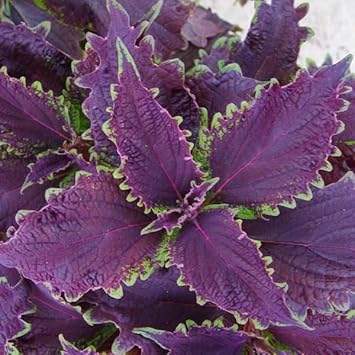 Coleus Flower seeds for Planting - Compact Growth, Heirloom & GMO Free Seeds for Home Garden