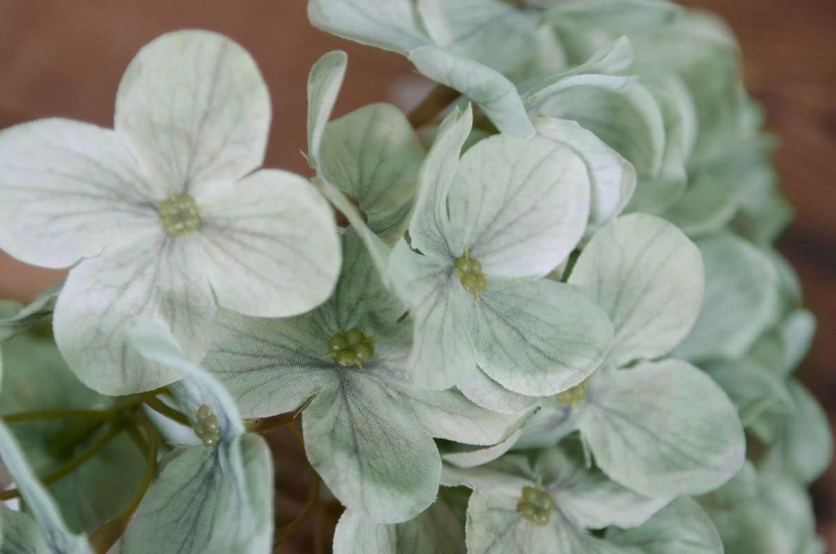 Khaki Hydrangea Flower seeds for Planting - Cottage Garden Essential, Heirloom & GMO Free Seeds for Home Garden
 
 Sale seeds for planting in home garden