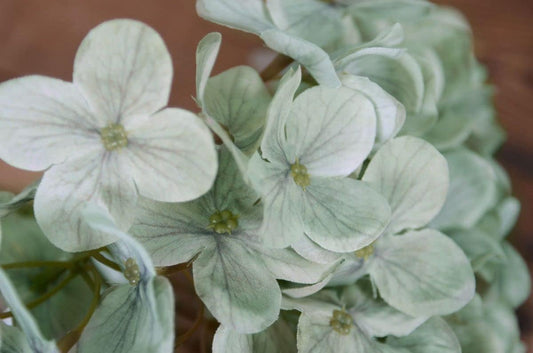 Khaki Hydrangea Flower seeds for Planting - Cottage Garden Essential, Heirloom & GMO Free Seeds for Home Garden
 
 Sale seeds for planting in home garden