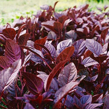 Amaranthus Gangeticus (Elephant Head Amaranth) Seeds - Unique Ornamental & Edible Plant