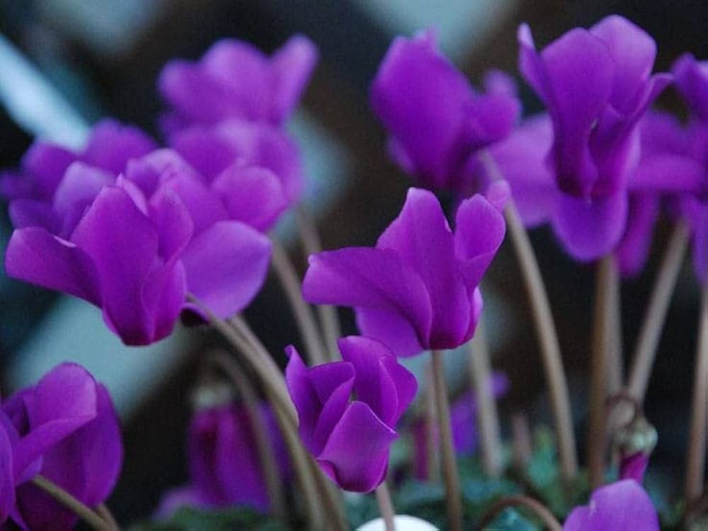 Lila Alpenveilchen-Blumensamen zum Pflanzen – Lange Blütezeit, Erbstücksamen & GVO-freie Samen für den Hausgarten