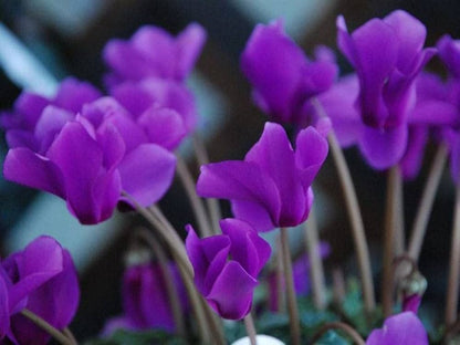 Lila Alpenveilchen-Blumensamen zum Pflanzen – Lange Blütezeit, Erbstücksamen & GVO-freie Samen für den Hausgarten