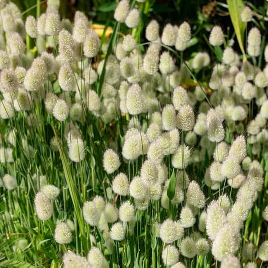 Hare’s Tail Grass (Lagurus ovatus) Seeds for Planting – Heirloom, Non-GMO, Annual Ornamental Grass