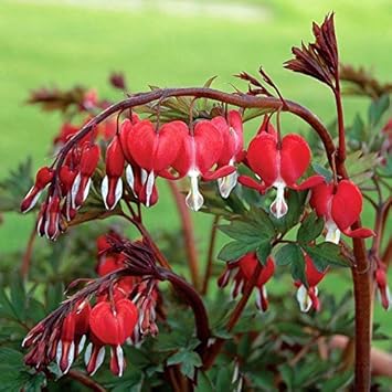 Red Bleeding Heart Flower seeds for Planting - Sun Loving, Heirloom & GMO Free Seeds for Home Garden
 
 Sale for planting in home garden