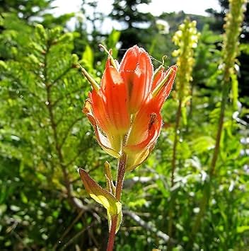 Orange Castilleja Flower seeds for Planting - Fragrant Blossoms, Heirloom & GMO Free Seeds for Home Garden
 
 Sale for planting in home garden.