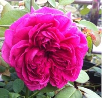 Deep Pink Rose Flower seeds for Planting - Shade Tolerant, Heirloom & GMO Free Seeds for Home Garden
 
 Sale for planting in home garden