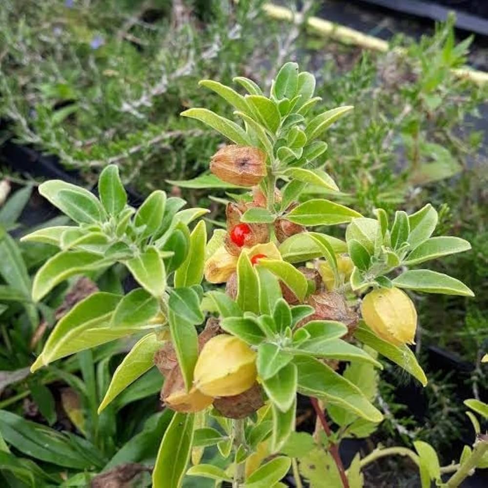 アシュワガンダの花の種 植え付け用 野生花の混合種 伝統種・遺伝子組み換えなし 家庭菜園用