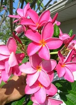 Dark Pink Frangipani Flower seeds for Planting - Cottage Garden Essential, Heirloom & GMO Free Seeds for Home Garden
 
 Sale for planting in home garden.
