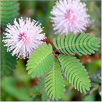 Pink Mimosa Pudica Flower seeds for Planting - Hardy Variety, Heirloom & GMO Free Seeds for Home Garden
 
 Sale for planting in home garden