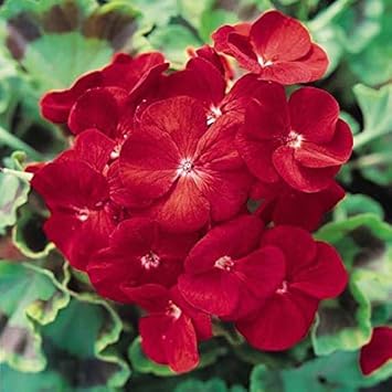 Deep Red Geranium Flower seeds for Planting - Bright Blooms, Heirloom & GMO Free Seeds for Home Garden
 
 Sale seeds for planting in home garden