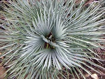 Gray Chamaerops Humilis Flower seeds for Planting - Colorful Display, Heirloom & GMO Free Seeds for Home Garden
 
 Sale for planting in home garden