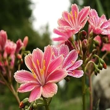 Pink Lewisia Flower seeds for Planting - Shade Tolerant, Heirloom & GMO Free Seeds for Home Garden
 
 Sale for planting in home garden