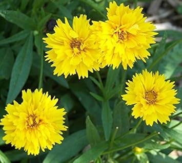 Yellow Early Sunrise Flower seeds for Planting - Cottage Garden Essential, Heirloom & GMO Free Seeds for Home Garden
 
 Sale for planting in home garden
