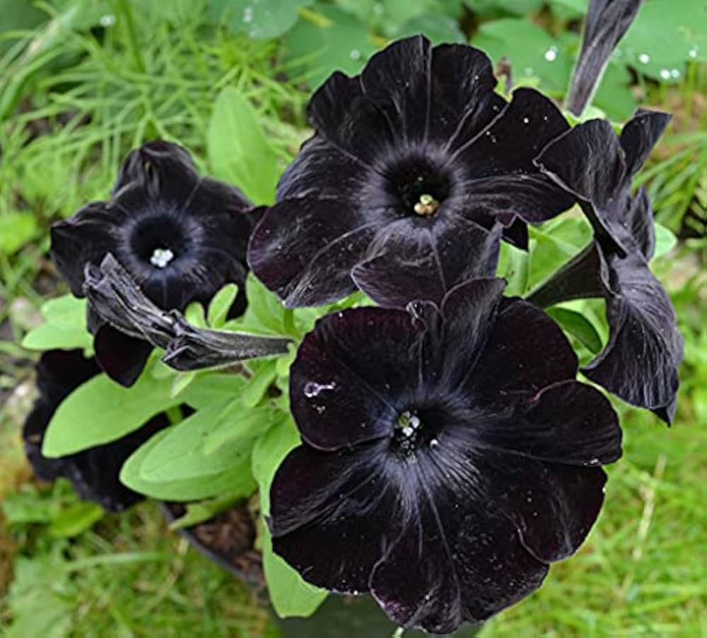 Schwarze Samt-Petunien-Blumensamen zum Pflanzen – Saisonale Blüher, Erbstücksamen & Gentechnikfreie Samen für den Hausgarten