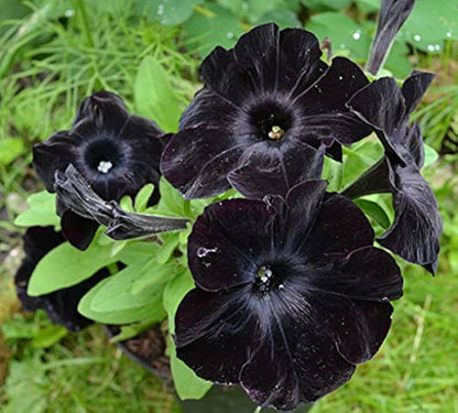 Schwarze Samt-Petunien-Blumensamen zum Pflanzen – Saisonale Blüher, Erbstücksamen & Gentechnikfreie Samen für den Hausgarten