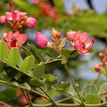 Cassia (Cassia Marginata) seeds for planting in home garden