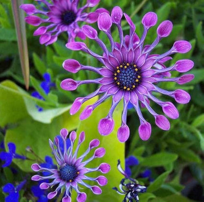 Osteospermum Flower seeds for Planting - Vibrant Colors, Heirloom & GMO Free Seeds for Home Garden