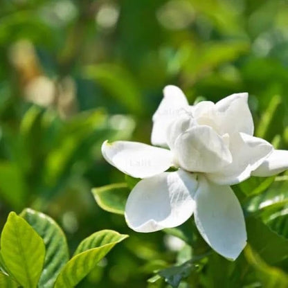 CAPE JASMINE Jasminiodes Fragrant White Shrub Flower seeds for Planting - Low Maintenance, Heirloom & GMO Free Seeds for Home Garden