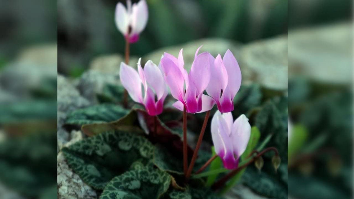 Lavender Cyclamen Flower seeds for Planting - Fragrant Blossoms, Heirloom & GMO Free Seeds for Home Garden
 
 Sale seeds for planting in home garden