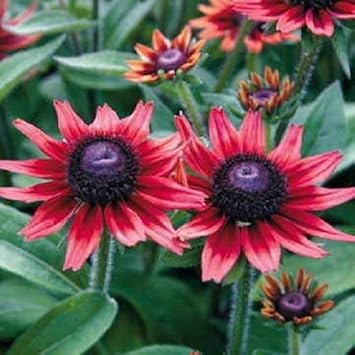 Red Rudbeckia Flower seeds for Planting - Compact Growth, Heirloom & GMO Free Seeds for Home Garden
 
 Sale for planting in home garden