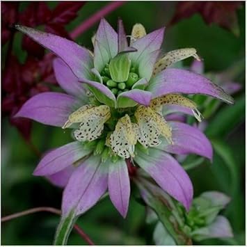 Purple Monarda Punctata Flower seeds for Planting Drought Tolerant Heirloom & GMO Free Seeds for Home Garden 
 
 Sale seeds for home garden planting