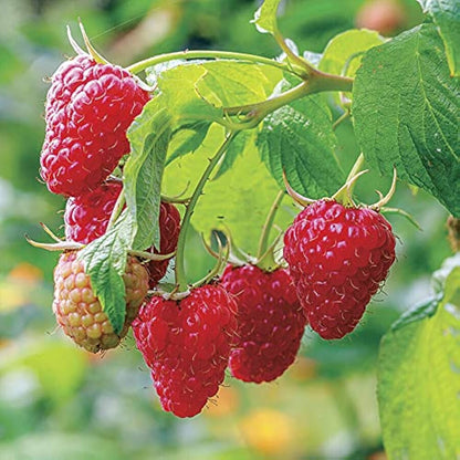 Raspberry Fruit Seeds