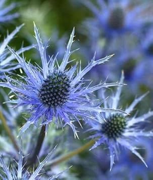Blue Holly Eryngium Flower seeds for Planting - Long Bloom Season, Heirloom & GMO Free Seeds for Home Garden
 
 Sale seeds for planting in home garden