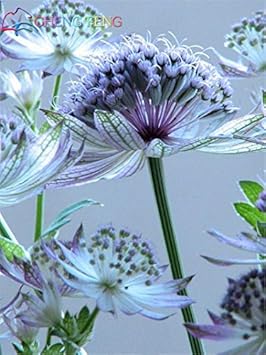 Blue Astrantia Flower seeds for Planting - Pollinator Friendly, Heirloom & GMO Free Seeds for Home Garden
 
 Sale for planting in home garden.