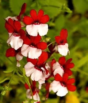 Red White Nemesia Strumosa Flower seeds for Planting - Sun Loving, Heirloom & GMO Free Seeds for Home Garden
 
 Sale for planting in home garden