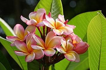 Pink & Yellow Egg Flower seeds for Planting - Low Maintenance, Heirloom & GMO Free Seeds for Home Garden
 
 Sale for planting in home garden.