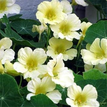 White Nasturtium Flower seeds for Planting Vibrant Colors Heirloom & GMO Free Seeds for Home Garden 
 
 Sale seeds for home garden planting