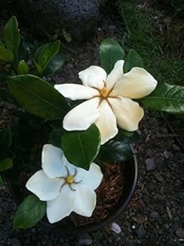 White Jasminoides Flower seeds for Planting - Hardy Variety, Heirloom & GMO Free Seeds for Home Garden
 
 Sale for planting in home garden