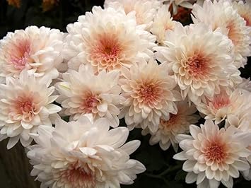 White Pink Chrysanthemum Flower seeds for Planting - Bright Blooms, Heirloom & GMO Free Seeds for Home Garden
 
 Sale for planting in home garden.