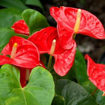 Semi di erba di anthurium